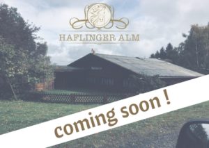Read more about the article Die Haflinger Alm